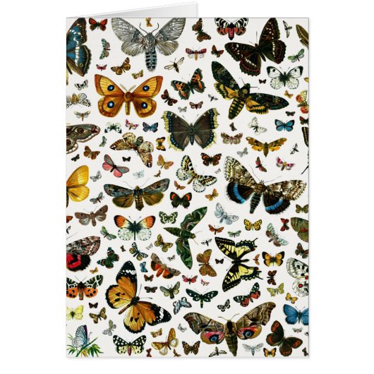 Europa's beste Butterflies en Moths Collage (Voorkant)