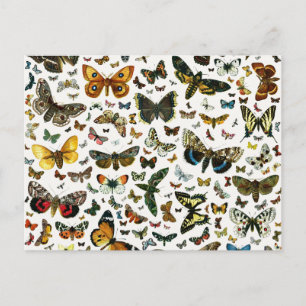 Europa's beste Butterflies en Moths Collage Briefkaart