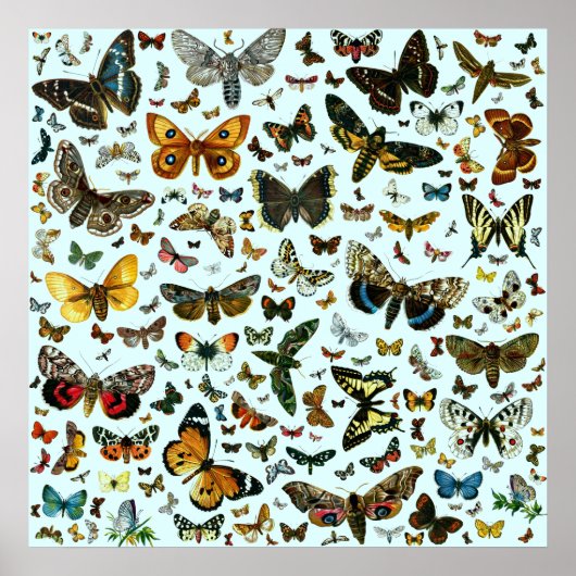 Europa's beste Butterflies en Moths Collage Poster (Voorkant)