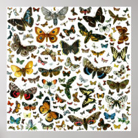 Europa's beste Butterflies en Moths Collage
