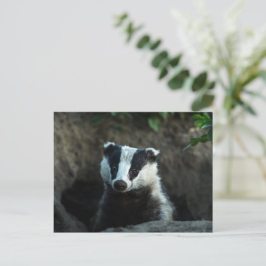 European Badger Briefkaart (Staand voorkant)