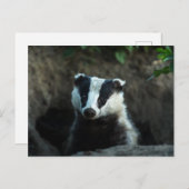 European Badger Briefkaart (Voorkant / Achterkant)