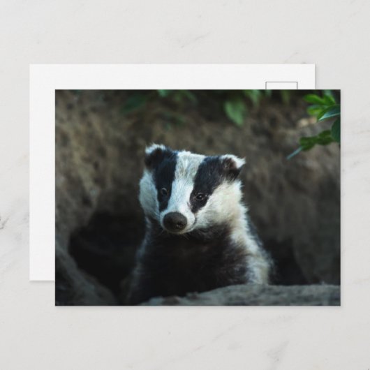 European Badger Briefkaart (Voorkant / Achterkant)
