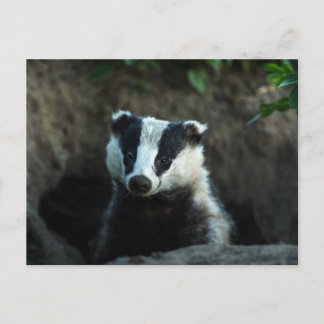European Badger Briefkaart