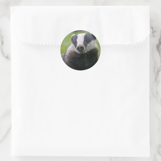 European Badger Sticker (Tas)