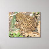 European Common Toad Canvas Print (Voorkant)