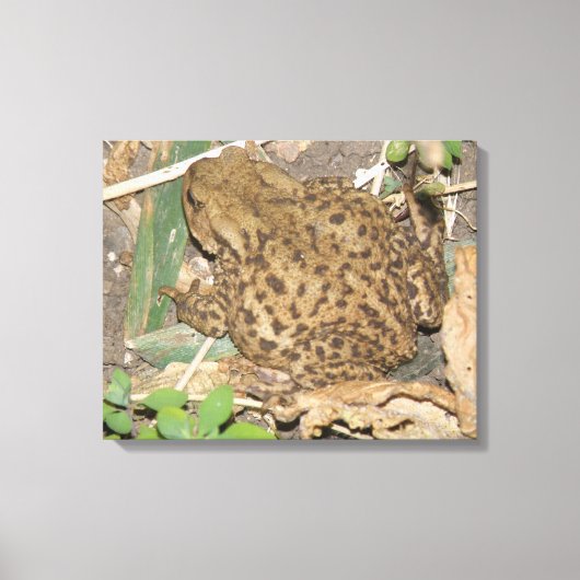 European Common Toad Canvas Print (Voorkant)