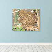 European Common Toad Canvas Print (Insitu (Houten vloer))