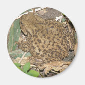 European Common Toad Magnet (Voorkant)