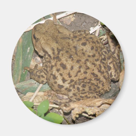 European Common Toad Magnet (Voorkant)