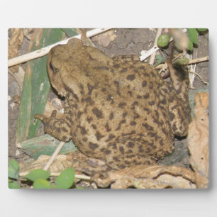 European Common Toad Plaque Fotoplaat
