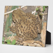 European Common Toad Plaque Fotoplaat (Zijkant)