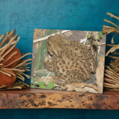 European Common Toad Plaque Fotoplaat (Zijkant)