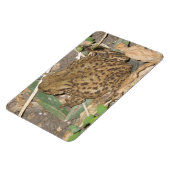 European Common Toad Premium Magnet Magneet (Linkerzijde)
