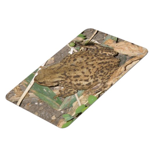 European Common Toad Premium Magnet Magneet (Linkerzijde)