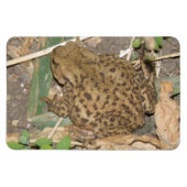 European Common Toad Premium Magnet Magneet (Horizontaal)