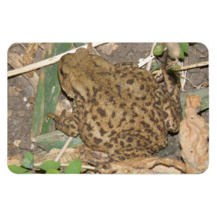 European Common Toad Premium Magnet Magneet