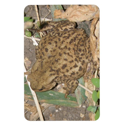 European Common Toad Premium Magnet Magneet (Verticaal)