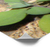 European Common Toad Print (Hoek)