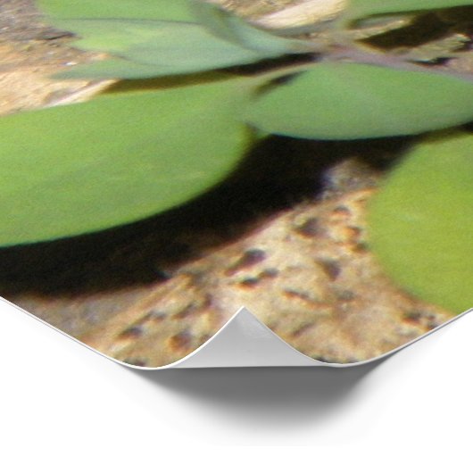 European Common Toad Print (Hoek)