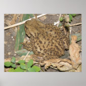 European Common Toad Print (Voorkant)