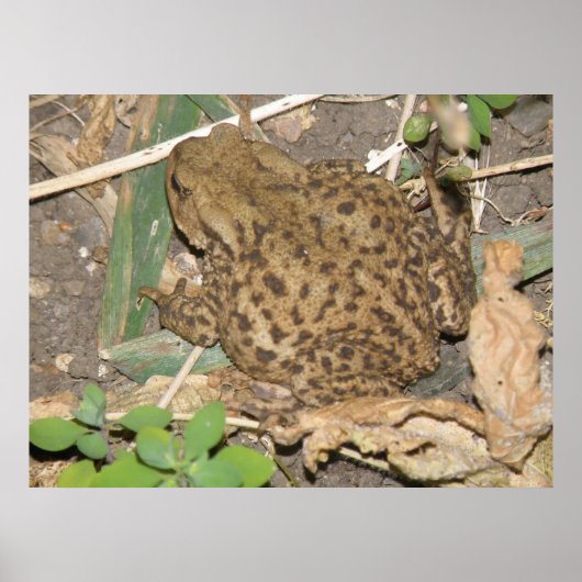 European Common Toad Print (Voorkant)