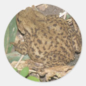 European Common Toad Stickers (Voorkant)