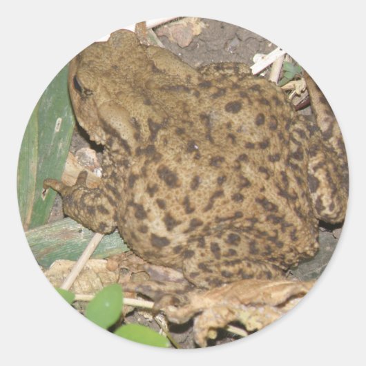 European Common Toad Stickers (Voorkant)