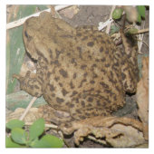 European Common Toad Tile Tegeltje (Voorkant)