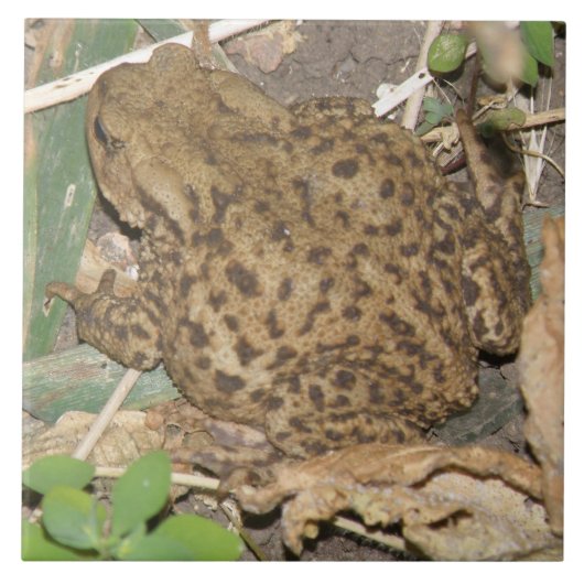 European Common Toad Tile Tegeltje (Voorkant)