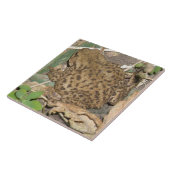European Common Toad Tile Tegeltje (Zijkant)