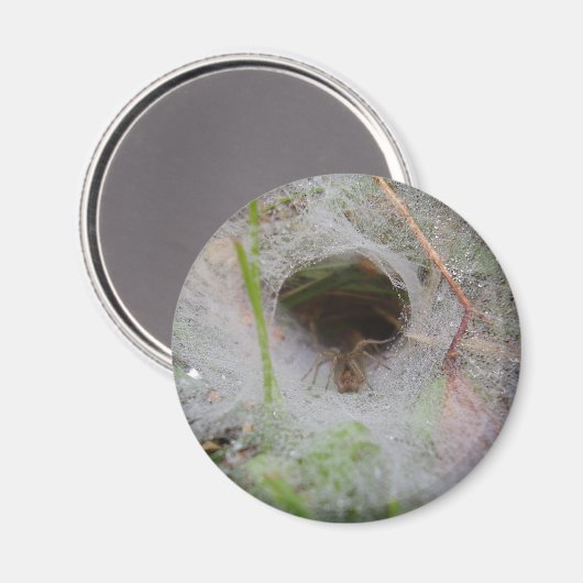 European Funnel Web Spider Magnet (Voorkant / Achterkant)