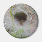 European Funnel Web Spider Magnet (Voorkant)