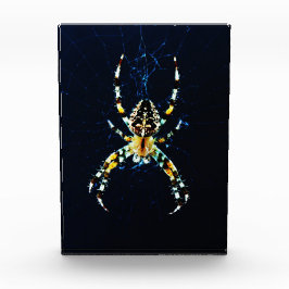 European Garden Spider PBCNA Fotoblokken