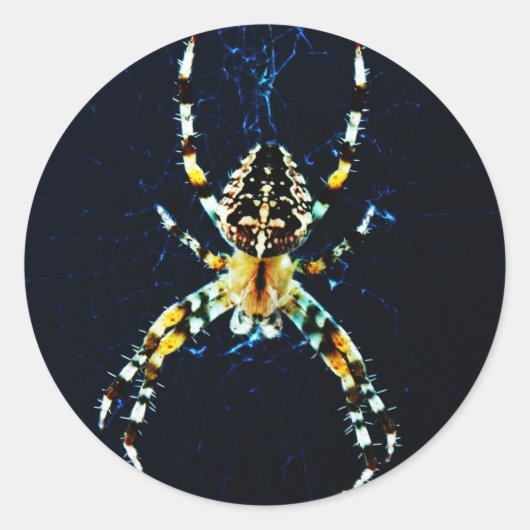 European Garden Spider-stick Ronde Sticker (Voorkant)