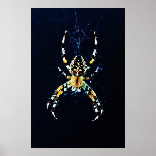 European Garden Spider wapcn Poster (Voorkant)