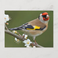 European Goldfinch (Carduelis carduelis)