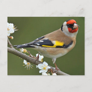 European Goldfinch (Carduelis carduelis) Briefkaart
