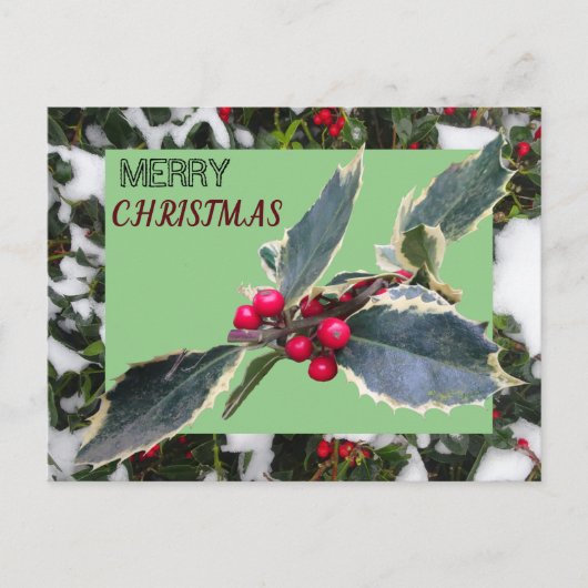 European Holly with Snow Merry Christmas Postcard Briefkaart (Voorkant)