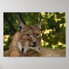 European Lynx Poster