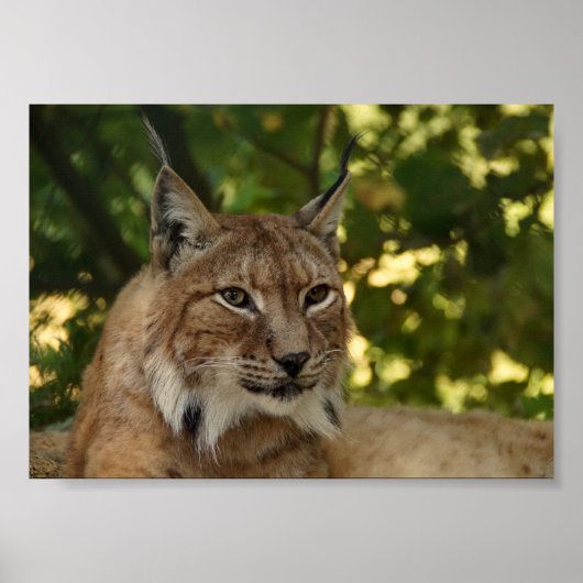 European Lynx Poster (Voorkant)