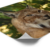 European Lynx Poster (Hoek)