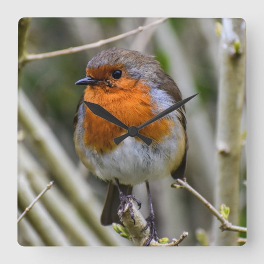 European Robin Acrylic Wall klok (Voorkant)