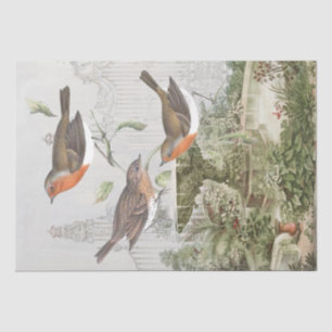 European Robin Bird Garden ontkoppeling Tissuepapier