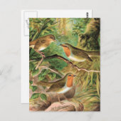 European Robin  Bird Illustration Briefkaart (Voorkant / Achterkant)