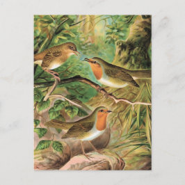 European Robin Bird Illustration Briefkaart