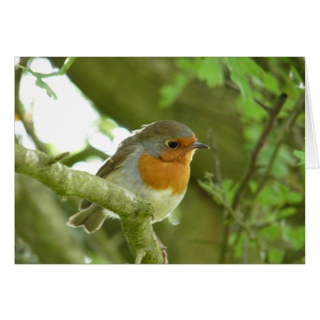 "European Robin-Bird Northumberland England" (Voorkant Horizontaal)