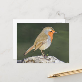 European Robin Briefkaart