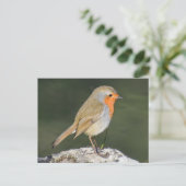 European Robin Briefkaart (Staand voorkant)
