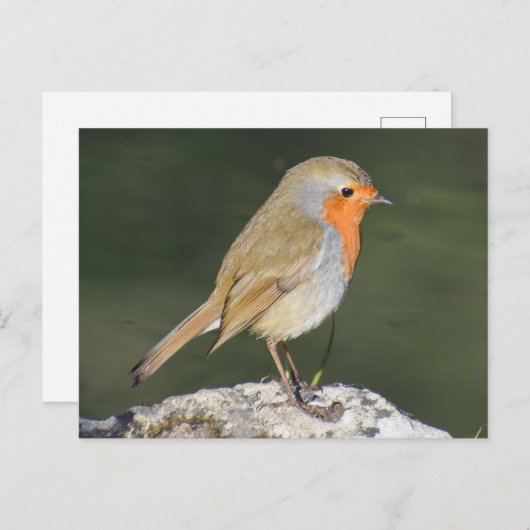 European Robin Briefkaart (Voorkant / Achterkant)